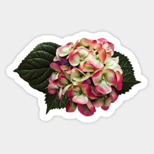 Hydrangeas - One Pink and White Hydrangea Sticker